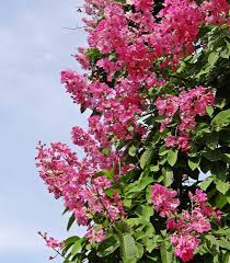 Image result for Lagerstroemia speciosa