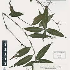 Image result for Aneilema dispermum