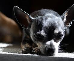 There are a wealth of resources devoted to helping people who have lost a human loved one. Do Pets Mourn The Loss Of Another Household Pet