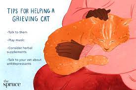 Helping Cats Cope With Loss Of Other Pets