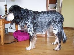 The english setter, also known as the lawerack or the laverack, is a breed of dog in the sporting group. English Setter Dog Breed Information And Pictures