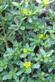 A horribly invasive species, kudzu was introduced to north america in the 1800s. Purslane Seeds Plantshop Me