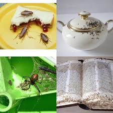 Initially we have started our operations from chandigarh & punjab but currently we are providing pest control services in entire north india. Hitman Professional Pest Control 5 6 114 Brisbane St Ipswich 2021
