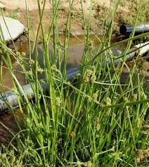 Image result for Courtoisina cyperoides