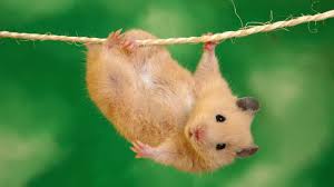 Tens of millions of stock images & illustrations. Free Photo Cute Animal Animal Cartoon Cute Free Download Jooinn