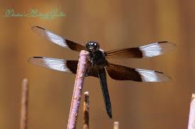 Black And White Insect With Wings Black White And Clear Dragonfly Dragonfly Black Black And White