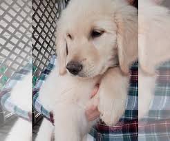 We raised ace as a puppy and he now lives in washington, dc with our sister. Golden Retriever Puppy For Sale In Sandpoint Id Usa Adn 167660 On Puppyfinder Com Gender Retriever Puppy Golden Retriever Golden Retriever Puppy Christmas