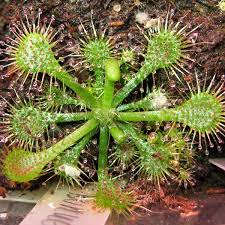 Image result for Drosera burkeana