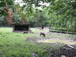 Enclos Des Cochons Photo De Englischer Garten Eulbach Michelstadt Tripadvisor