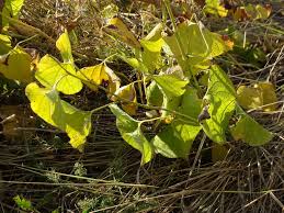 Image result for Aristolochia zenkeri
