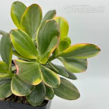 Image result for Crassula alsinoides
