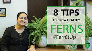 The fiddleheads of certain ferns, including the western sword, ostrich, and royal are edible, commonly eaten as a vegetable. 8 Tips For Growing Healthy Ferns Indoor Plants Fern Care Gardening Tips Youtube