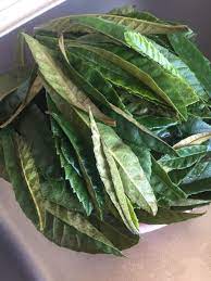 古くから民間療法で使われ続けてきたビワの葉の驚くべき力とは？家庭ですぐに取り入れられる万能活用法。ビワの葉エキス、ビワの葉ローション、ビワの葉 茶などの作り方。