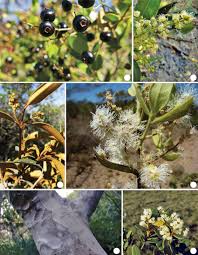 Image result for Myrtaceae