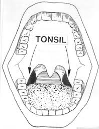 Image result for tonsilla palatina