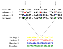It is a form of genotyping, which is the measurement of more general genetic variation. Haplotyp Wikipedia