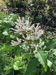 Image result for Polystachya leonardiana