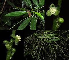 Image result for Micrococca