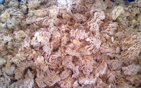 Keluarga cendawan schizophylaceae mempunyai banyak spesis dan cendawan kukur ini merupakan sejenis cendawan yang boleh. Cendawan Kukur Myagri Com Mymyagri Com My