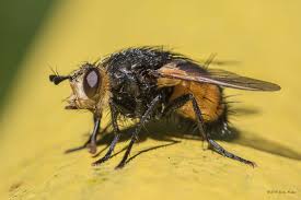 We did not find results for: Tachinid Fly Nowickia Ferox By Jivko Nakev Jungledragon