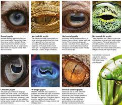 The Who S And Why S Of Animal Eyes Natureisfuckinglit Types Of Animals Interesting Things Cool Stuff