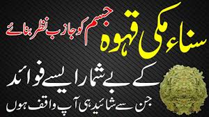 Sana Makki Ke Fayde Health Benefits Of Senna Herb Leaves سناء مکی کے فائدے Youtube Health Knowledge Natural Health Tips Human Body Facts