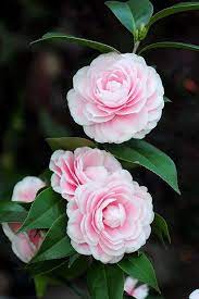All Pink Flowers Are Beautiful And With Meanings Of Their Own So Which Do You Prefer Beautiful Flowers Amazing Flowers Beautiful Pink Flowers Pink Flowers