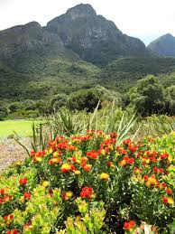 Kirstenbosch Botanical Garden Cape Town South Africa Visit South Africa Cape Town South Africa South Africa