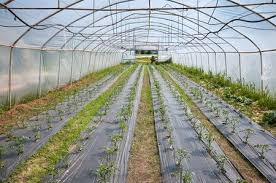 Check spelling or type a new query. 222 902 Greenhouse Stock Photos And Images 123rf