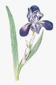 Download Premium Png Of Tall Bearded Iris Transparent Png 2054875 In 2020 Iris Flowers Flower Illustration Bearded Iris