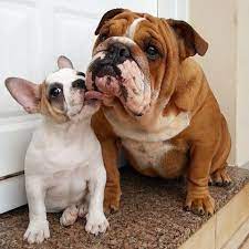 An english bullweiler has an english bulldog parent while an american. French Bulldog Vs English Bulldog Which Pet Is Right For You Frenchie World Shop