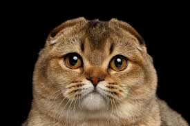 Lipase which can hydrolyze triglycerides. Pancreatitis In Cats Elwood Vet