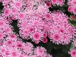 Image result for Ageratum