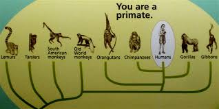 human evolution timelines and charts