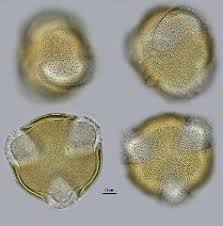 Image result for Crotalaria damarensis