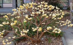 Image result for Gnidia chrysantha