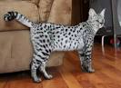 Savannah Cat Care - Savannah Cat Diet - Caring for ...