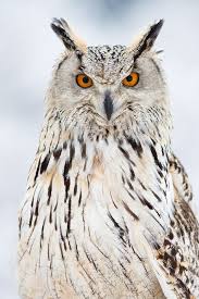 Pin On Chirpy Chirpy Cheep Cheep