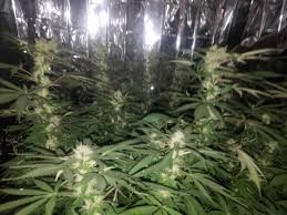 Flowering indoor cannabis most growers that grow their plants indoors begins from the point of 12 hours of darkness immediately the plants have reached the desired size and shape during their vegetative stage. Lights Didnt Turn Off In Flower Stage Indoor I Love Growing Marijuana Forum By Robert Bergman