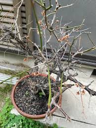 みんなの趣味の園芸