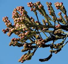 Image result for Cussonia paniculata