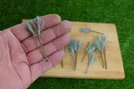 Image result for lavender cuttings