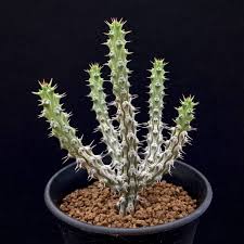 Image result for Euphorbia corniculata