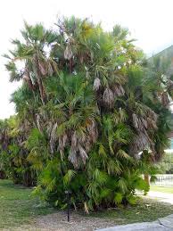 Arecaceae / palmae paurotis, silver saw palmetto, everglades palm origin: Xl Paurotis Everglades Palm Acoelorrhaphe Wrightii Urban Palms