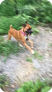Before buying a puppy it is important to understand the associated costs of owning a dog. Pin On Boxer Breed