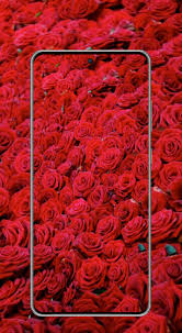 صور ورد أجمل خلفيات ورد على الإطلاق for android apk download