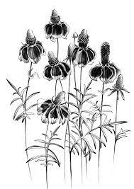 Set 6 American Wildflowers Black White Sketch Coloring Etsy Botanical Art Art Wildflower Sketch