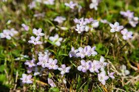 We did not find results for: First Pennsylvania Wildflowers You Re About To See Pennlive Com
