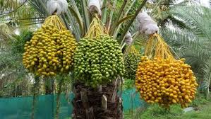 We did not find results for: Date Palm Trees Female Date Palm Date Palm Plant Date Plant Red Date Palm Plant à¤–à¤œ à¤° à¤• à¤ª à¤¡ In Goregaon West Mumbai Aishraj Horticulture Id 14169340612