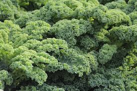 But, there is a lot controversy around if your cat can eat or not. Can My Dog Eat Kale The Dog People By Rover Com